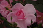 Cariad rose photo