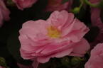 Cariad rose photo