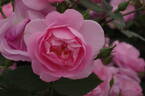 Cariad rose photo