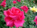 Criterion rose photo