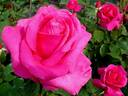 Criterion rose photo