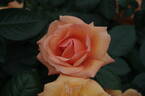 Lady Marmalade rose photo