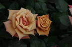 Remember Me ® rose photo