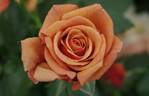 Remember Me ® rose photo