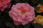 Gordon's College rose photo