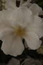 Keros rose photo
