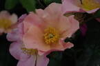 Simple Peach rose photo