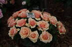 Royal Parks rose photo