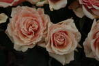 Royal Parks rose photo