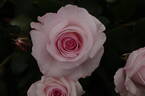 Belmonte' rose photo