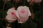 Belmonte' rose photo