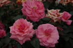 Gordon's College rose photo