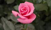 Gordon's College rose photo