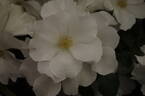 Keros rose photo