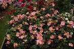Simple Peach rose photo