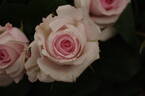 Belmonte' rose photo