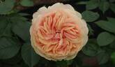 Chippendale Gold rose photo