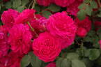 Frilly Cuff rose photo