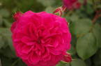 Frilly Cuff rose photo