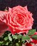 Orange Classic rose photo