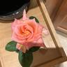 La Concha rose photo