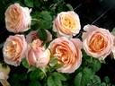 Shérazade rose photo