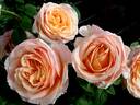 Shérazade rose photo
