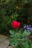Contrast rose photo