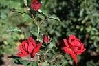 Enzo rose photo