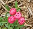 Margo Koster rose photo
