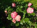 Grace N’ Grit ™ Pink Bicolor rose photo