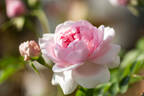Emilie von Süsskind rose photo