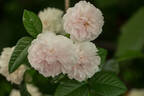 Emilie von Süsskind rose photo