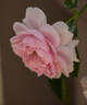 Emilie von Süsskind rose photo