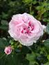 Emilie von Süsskind rose photo