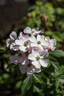Lyda Rose rose photo