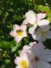 Lyda Rose rose photo