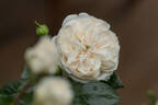 Macmillan Nurse rose photo