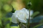 Macmillan Nurse rose photo