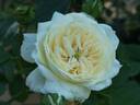 Macmillan Nurse rose photo