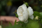 Macmillan Nurse rose photo
