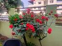 Cordula ® rose photo