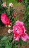 Banner rose photo