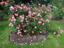 Rosenstadt Zweibrücken ® rose photo