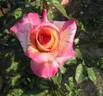 Abhisarika rose photo