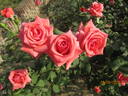 Montezuma rose photo