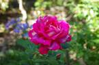 Contrast rose photo