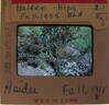 Haidee rose photo