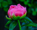 Pink Hawaiian Coral peony photo