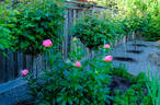 Pink Hawaiian Coral peony photo